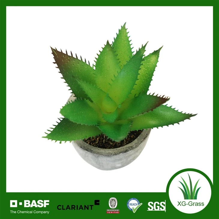 Xingu Premium Bulk Succulent Plants For Wholesale Purchase Online suppliers
