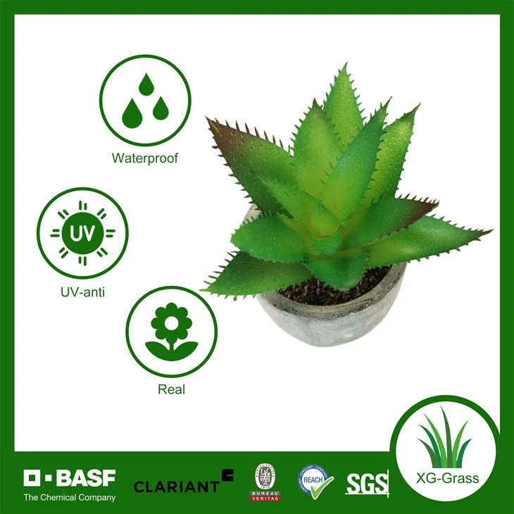 Xingu Premium Bulk Succulent Plants For Wholesale Purchase Online high quality